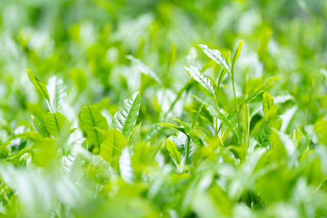 宇治茶